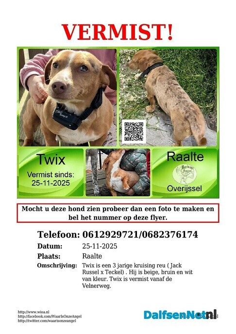 Vermist Trix kruising Jack Russel Teckel - Foto: Ingezonden foto