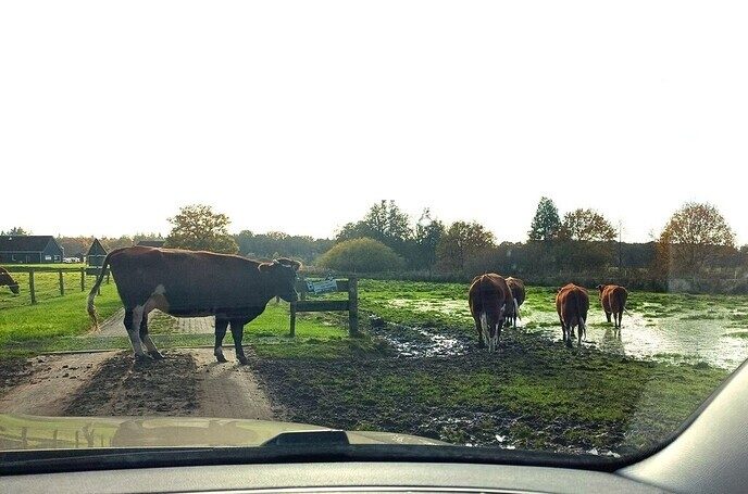 Vandaag op “Safari verkenning” - Foto: Ingezonden foto