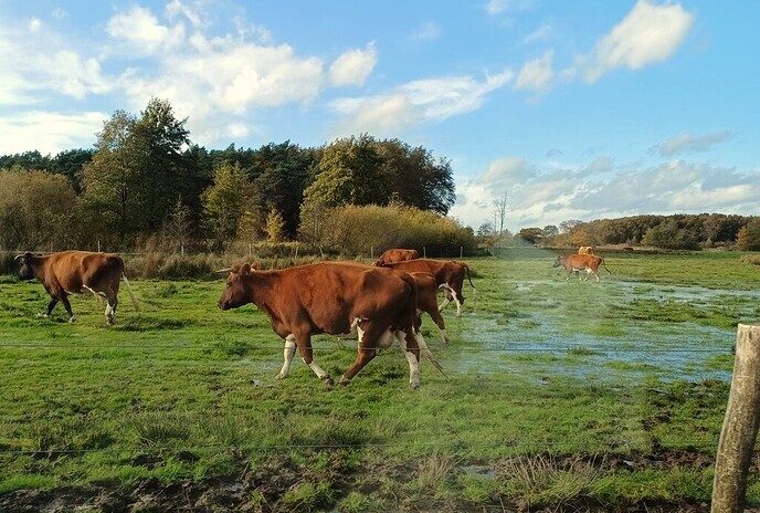 Vandaag op “Safari verkenning” - Foto: Ingezonden foto