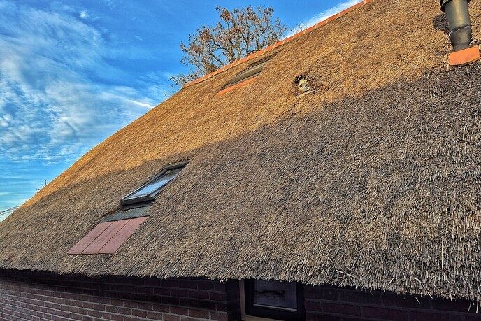 Fantastisch weer voor de rietdekers - Foto: Femmie Smink