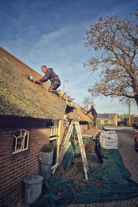 Fantastisch weer voor de rietdekers - Foto: Femmie Smink