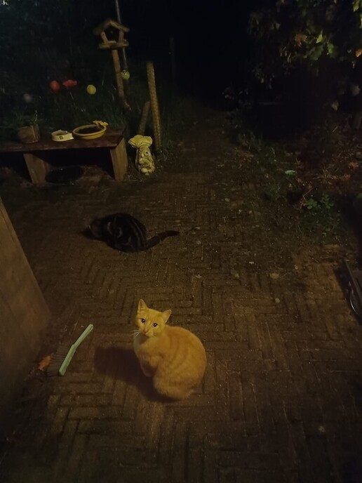 Probleem met kat is opgelost - Foto: Ingezonden foto