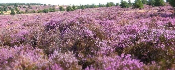 De heide is uit balans - Foto: Ingezonden foto