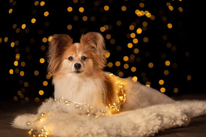 Kerst mini fotoshoot in Dalfsen, laat jouw huisdier stralen!