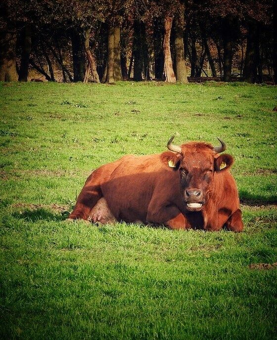 Gisteren op bezoek geweest bij Koe Safari Erve Vechtdal - Foto: Femmie Smink