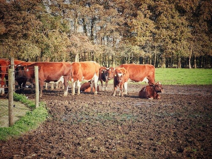 Gisteren op bezoek geweest bij Koe Safari Erve Vechtdal - Foto: Femmie Smink