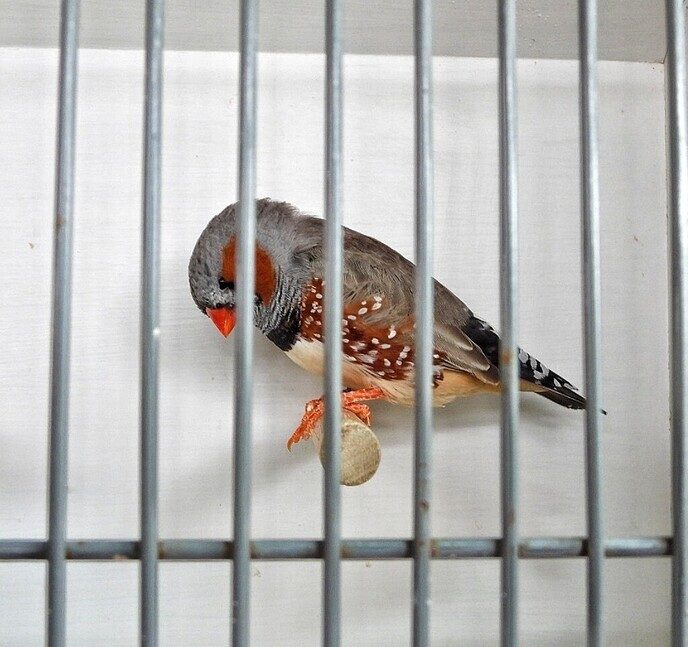 Vogeltentoonstelling Nieuwleusen - Foto: Femmie Smink