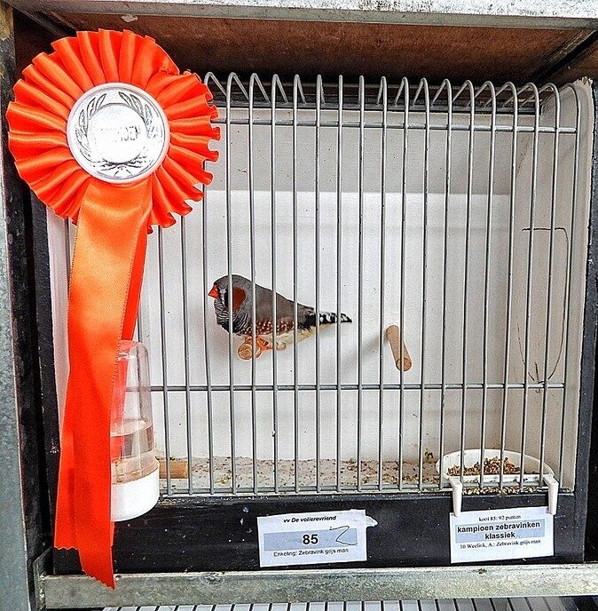 Vogeltentoonstelling Nieuwleusen - Foto: Femmie Smink