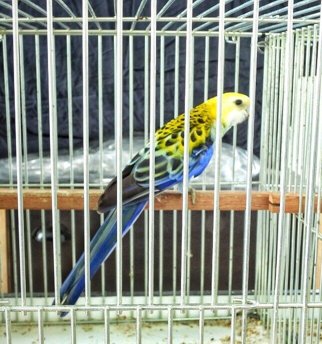 Vogeltentoonstelling Nieuwleusen - Foto: Femmie Smink