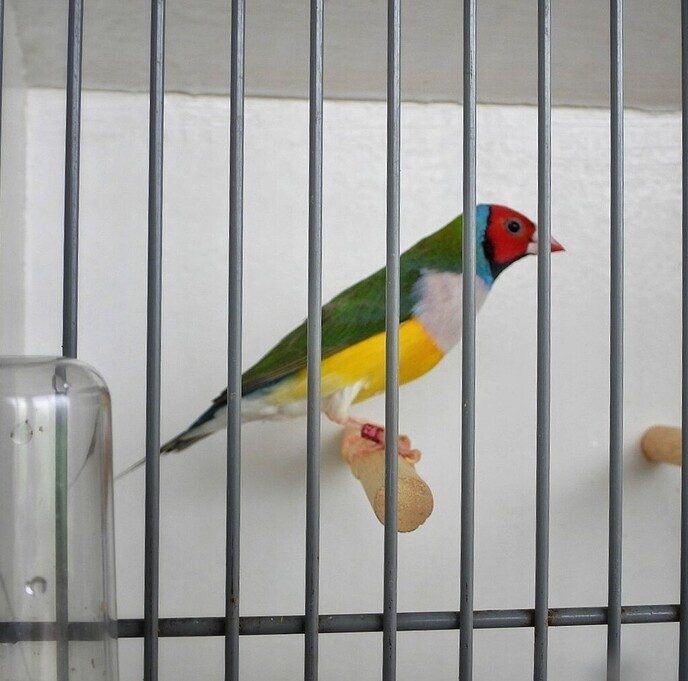 Vogeltentoonstelling Nieuwleusen - Foto: Femmie Smink