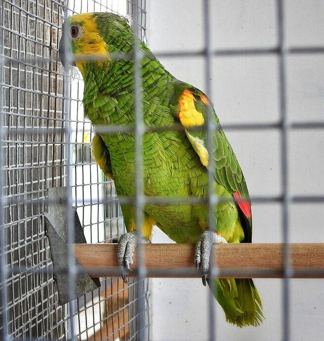 Vogeltentoonstelling Nieuwleusen - Foto: Femmie Smink