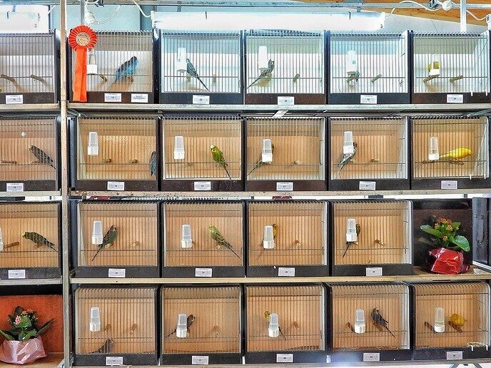 Vogeltentoonstelling Nieuwleusen - Foto: Femmie Smink