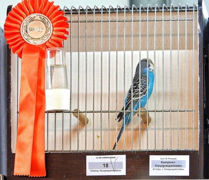 Vogeltentoonstelling Nieuwleusen - Foto: Femmie Smink