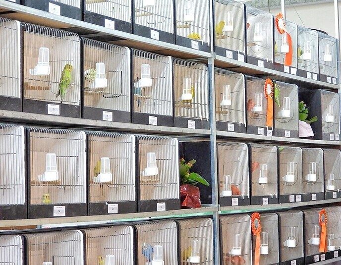 Vogeltentoonstelling Nieuwleusen - Foto: Femmie Smink
