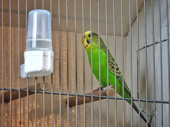 Vogeltentoonstelling Nieuwleusen - Foto: Femmie Smink