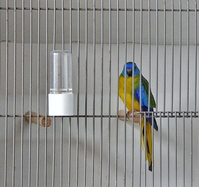 Vogeltentoonstelling Nieuwleusen - Foto: Femmie Smink