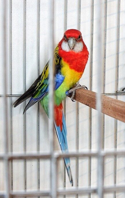 Vogeltentoonstelling Nieuwleusen - Foto: Femmie Smink
