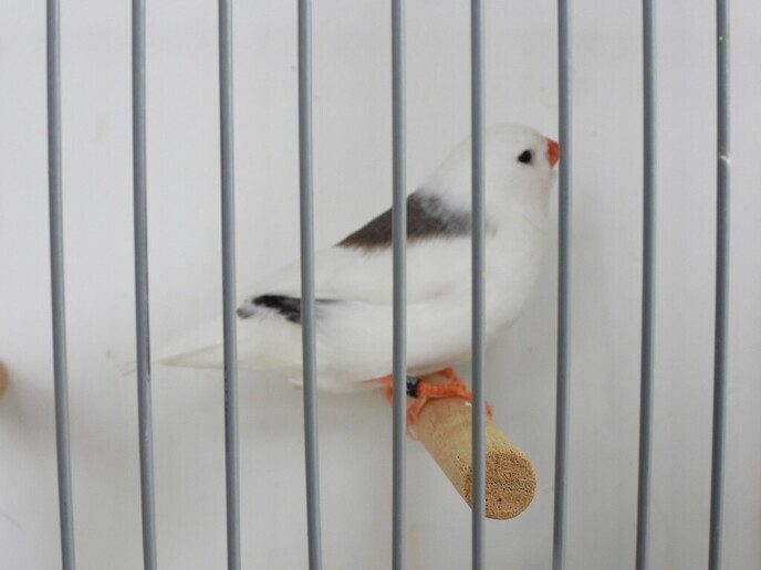 Vogeltentoonstelling Nieuwleusen - Foto: Femmie Smink