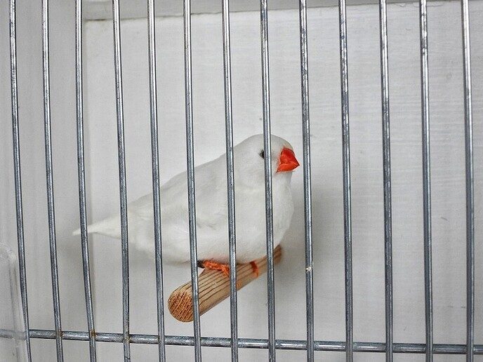 Vogeltentoonstelling Nieuwleusen - Foto: Femmie Smink