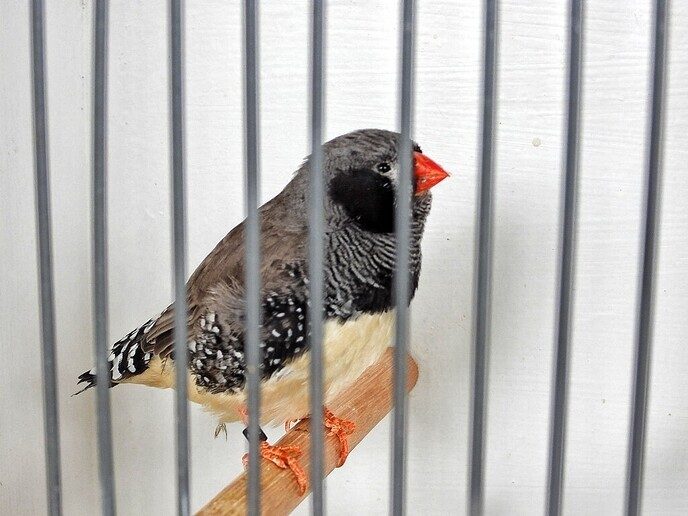Vogeltentoonstelling Nieuwleusen - Foto: Femmie Smink