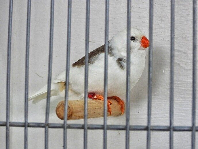 Vogeltentoonstelling Nieuwleusen - Foto: Femmie Smink