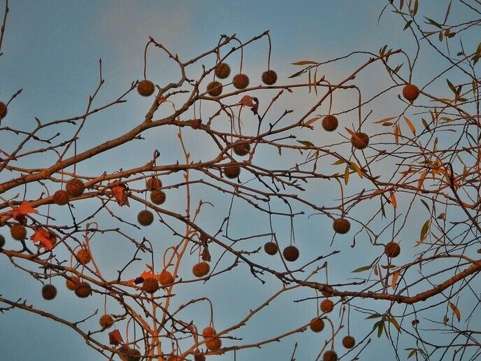 Half november: nu de Japanse sierkers nog in bloei - Foto: Femmie Smink
