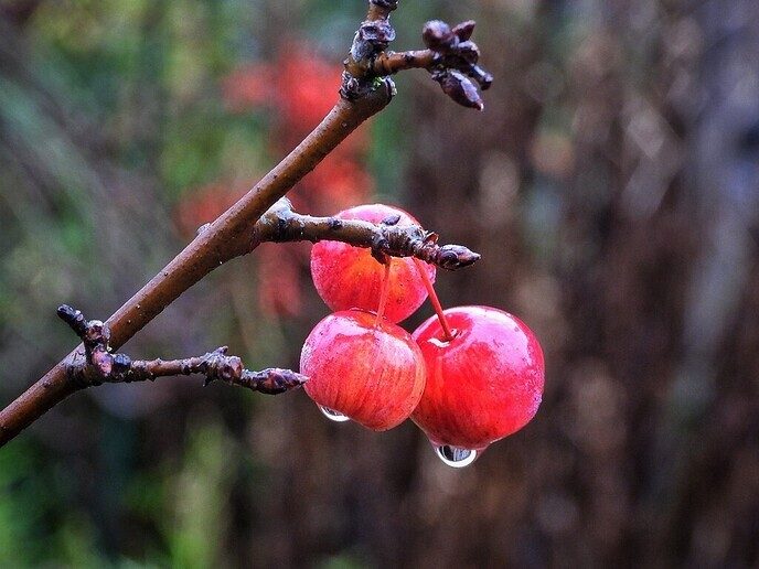 Fascinerende waterdruppels en spinnenwebben - Foto: Femmie Smink