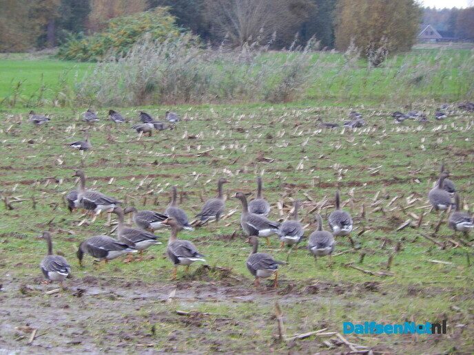 Honderden ganzen - Foto: Willy