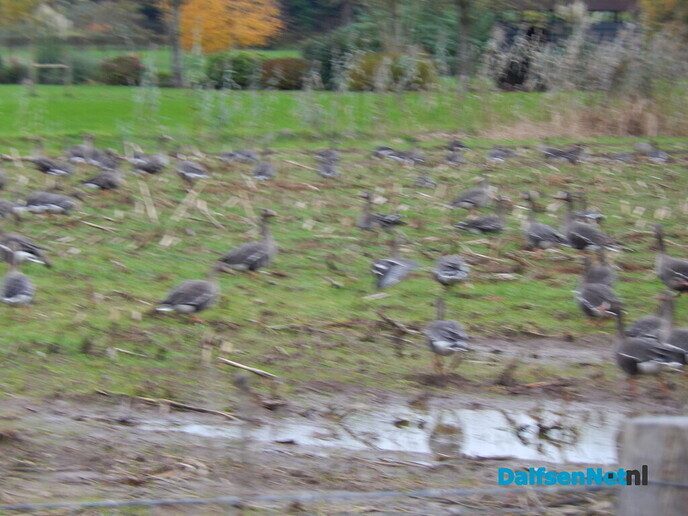 Honderden ganzen - Foto: Willy