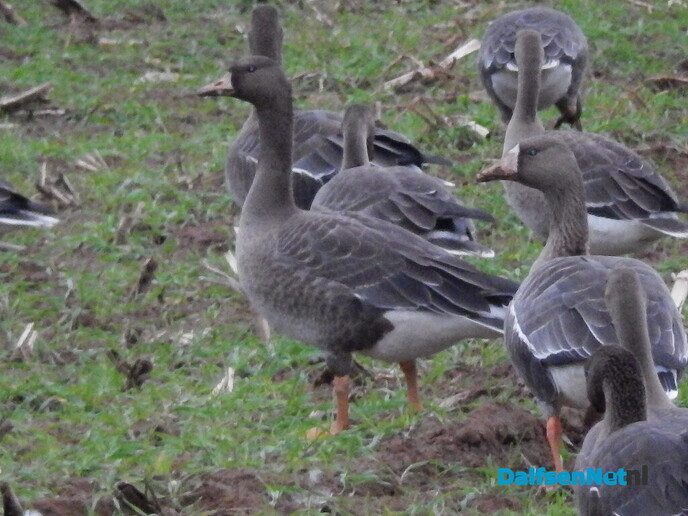 Honderden ganzen - Foto: Willy