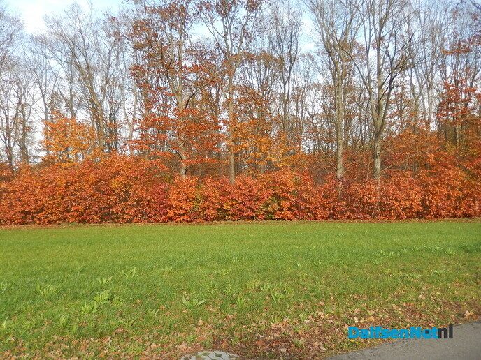 Zie de zon de boel kleuren - Foto: Willy