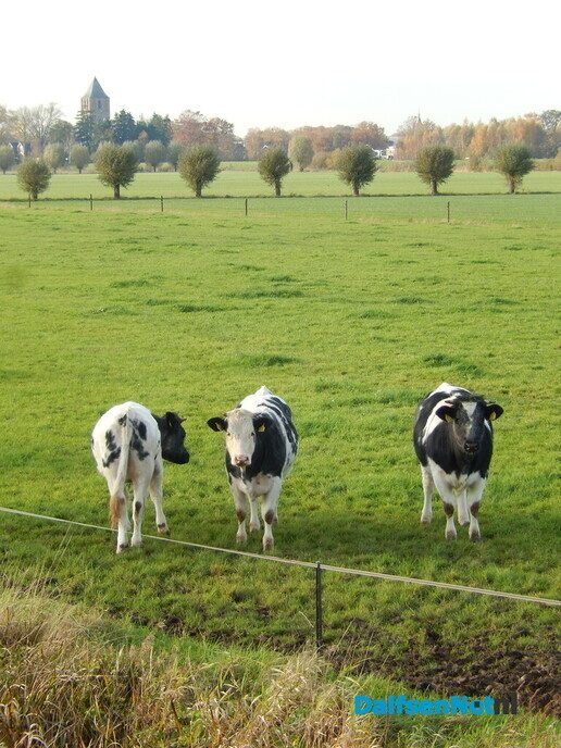Natuur Rechterensedijk - Foto: Willy