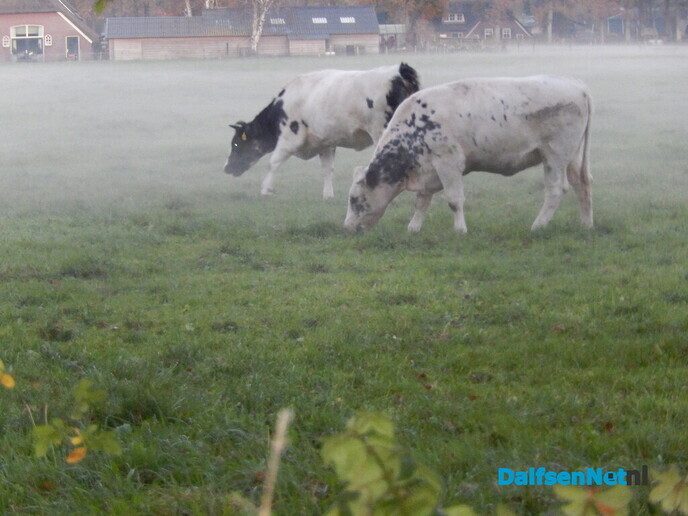Nog meer mistige foto’s - Foto: Willy