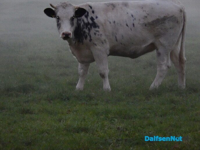 Nog meer mistige foto’s - Foto: Willy