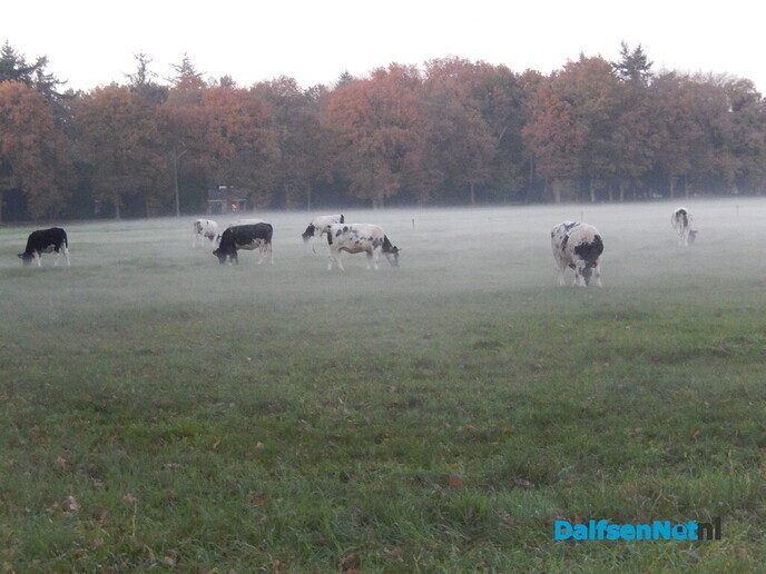 Nog meer mistige foto’s - Foto: Willy