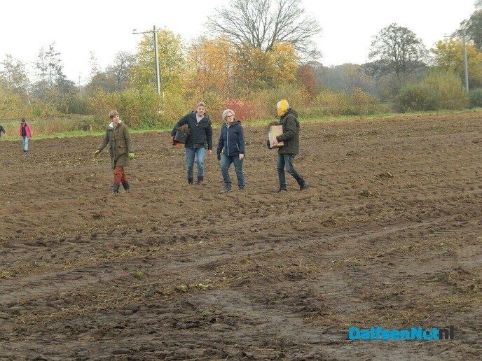 Wel belangstelling voor zonnehoedplanten rapen