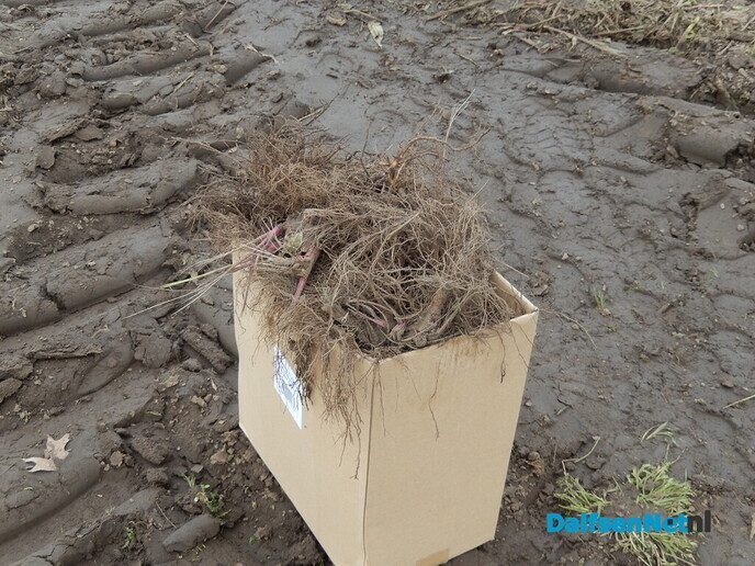 Wel belangstelling voor zonnehoedplanten rapen - Foto: Willy