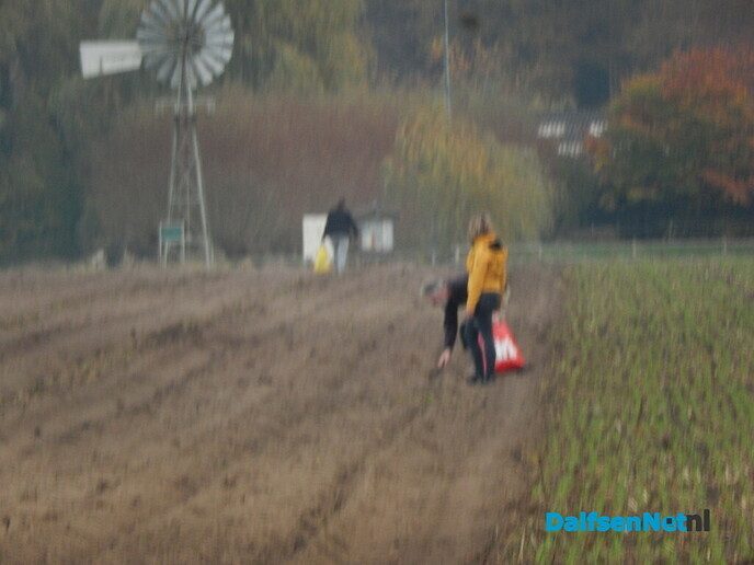 Wel belangstelling voor zonnehoedplanten rapen - Foto: Willy