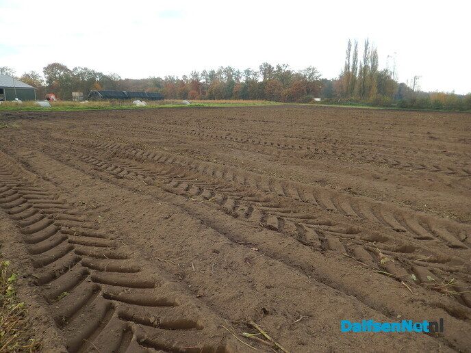 Wel belangstelling voor zonnehoedplanten rapen - Foto: Willy