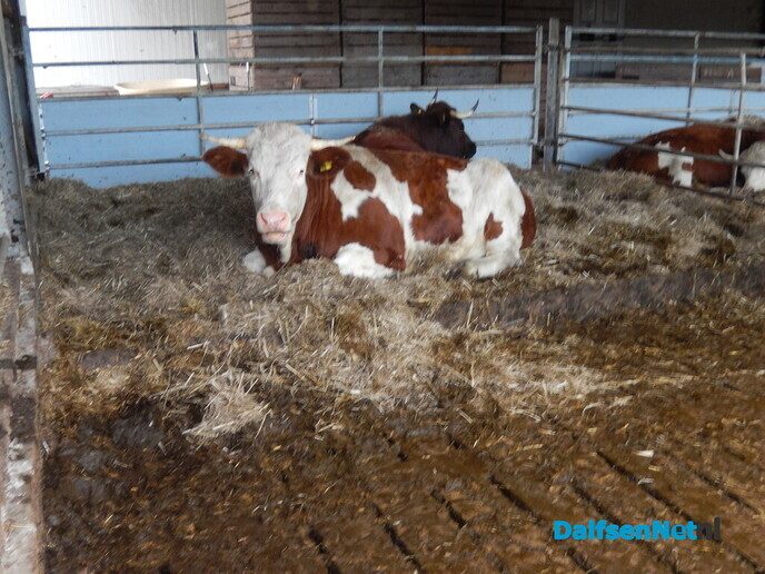 Wel belangstelling voor zonnehoedplanten rapen - Foto: Willy