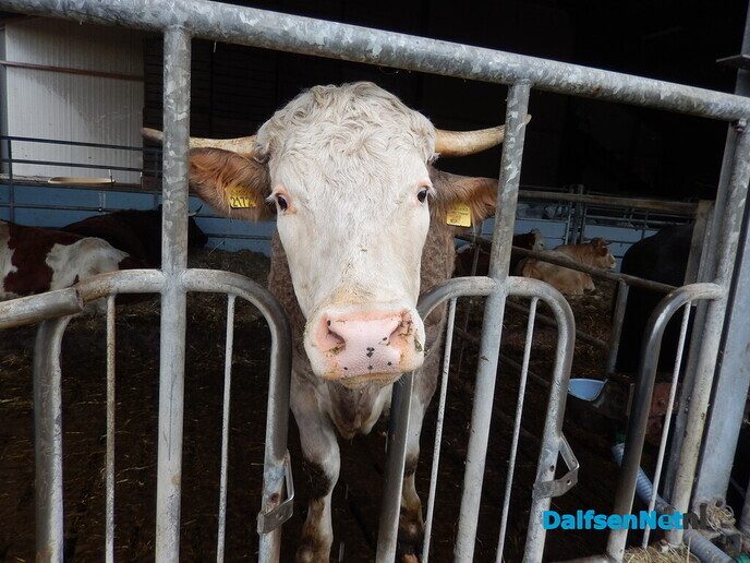 Wel belangstelling voor zonnehoedplanten rapen - Foto: Willy