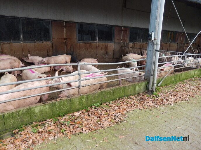 Wel belangstelling voor zonnehoedplanten rapen - Foto: Willy