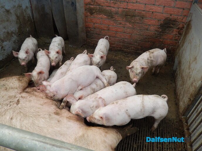 Wel belangstelling voor zonnehoedplanten rapen - Foto: Willy