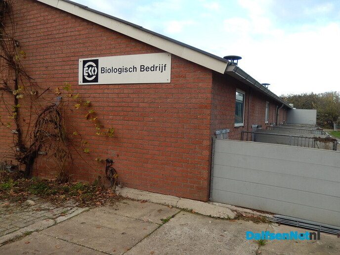 Wel belangstelling voor zonnehoedplanten rapen - Foto: Willy