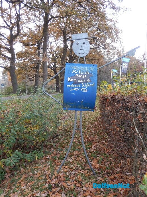 Wel belangstelling voor zonnehoedplanten rapen - Foto: Willy
