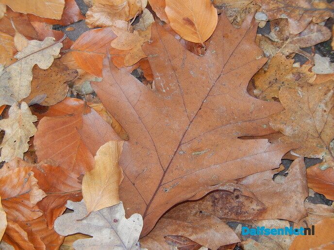 Het was vandaag alweer een mooie herfstdag - Foto: Willy