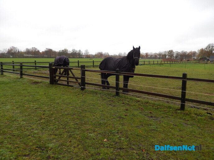 Boomplant dag bij The Ranch in Lemelerveld - Foto: Willy