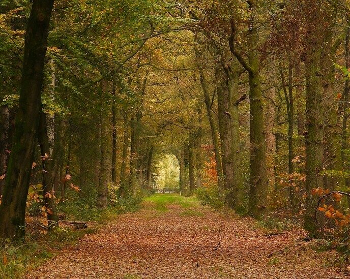 Herfstplaatjes - Foto: Ingezonden foto