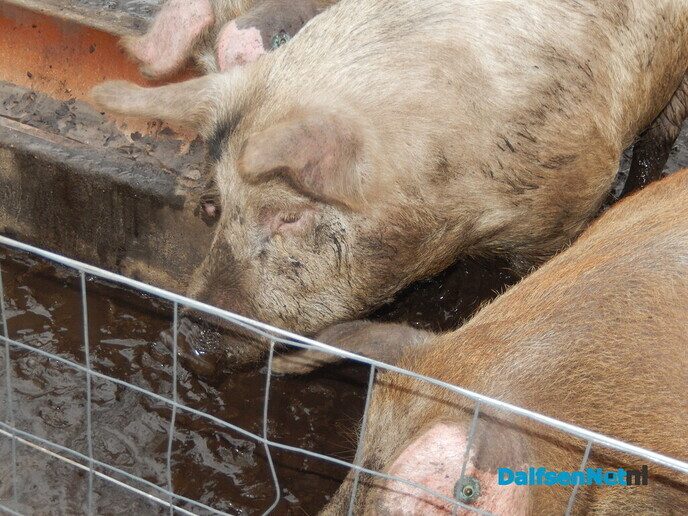 Overnachten in een boomstam? - Foto: Willy