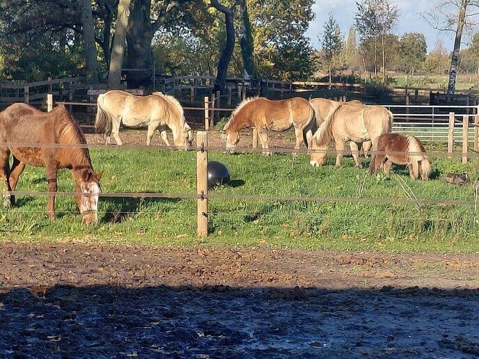 Bezoekers middag bij `t Olde Manegepeerd - Foto: Ingezonden foto